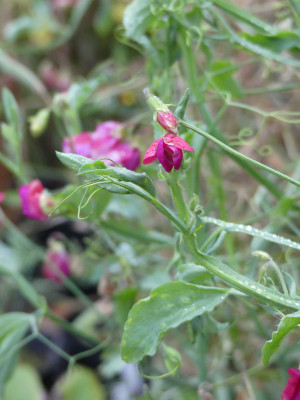 2021-11-19 Lathyrus odoratus 2.jpg