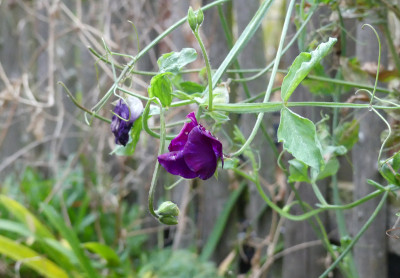 2021-11-19 Lathyrus odoratus 1.jpg