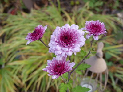 2021-11-12 Chrysanthemum 1.jpg