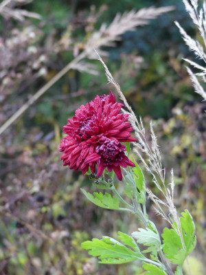 2021-11-19 Chrysanthemum 'Herbstrubin'.jpg