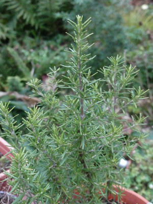 2021-11-17 Rosmarinus 'Golden Escape'.jpg