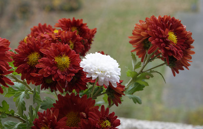 DSC_3601_DxO.jpg
