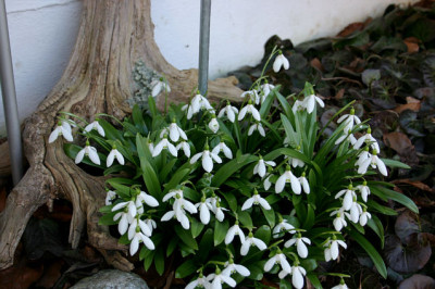 Fruhling0608.jpg