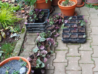 Cyclamen purpurascens PB200658.JPG