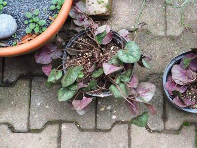 Cyclamen purpurascens PB200660.JPG