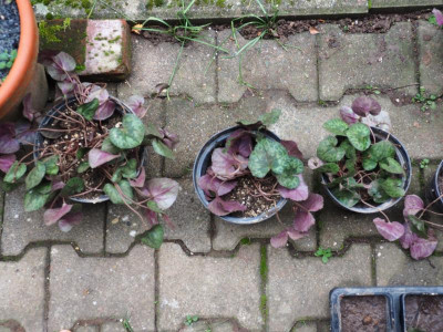 Cyclamen purpurascens PB200661.JPG