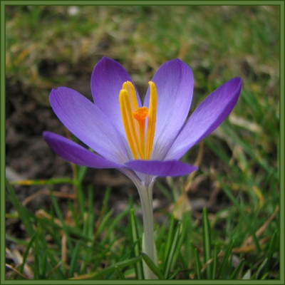 KROKUS_I.jpg