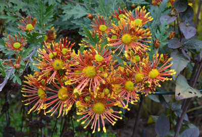 Chrysanthemum-BurntOrange,21-2.jpg