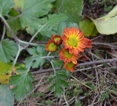 Chrysanthemum-Sämling-hellrot.21-1.jpg