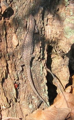 Mauereidechse_20080224_02.jpg