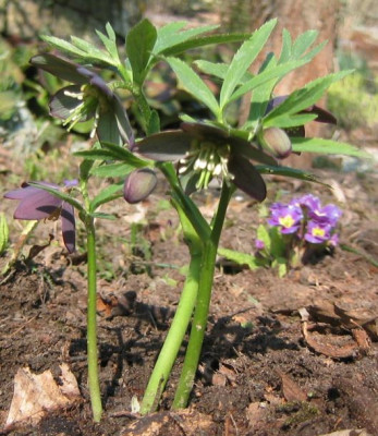 Helleborus_croaticus_20080224.jpg