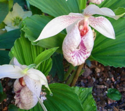 Cypripedium-formosa--_Frauenschuh.JPG