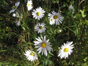 Aster_sp.jpg