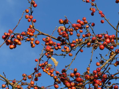 2021_1121NovemberMitte0145.JPG