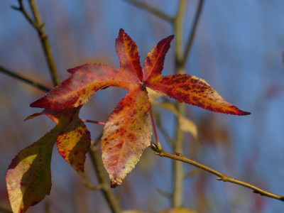 2021_1121NovemberMitte0108.JPG