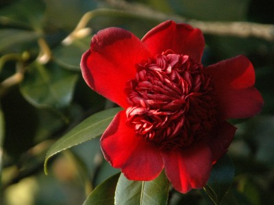 anemoniflora_rubra_waratah.jpg