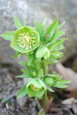 H.istriacus_Ganzkorper.jpg