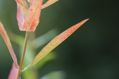 herbstblutweiderich_7715.jpg