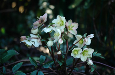Helleborus_Silvermoon_1_09-02-2008.jpg