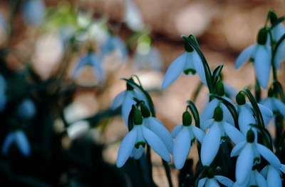 Galanthus_1_09-02-2008.jpg