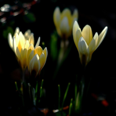 Crocus_2_09-02-2008.jpg