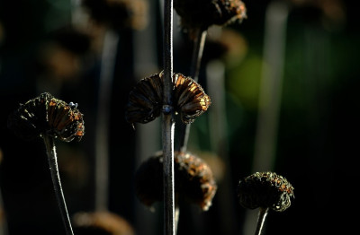 Phlomis_1_09-02-2008.jpg