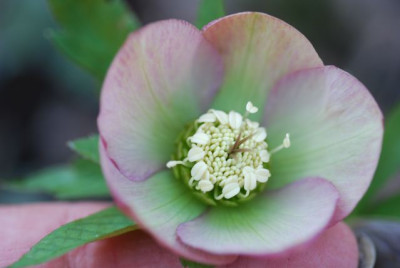 H._rosa-grun_innen.jpg