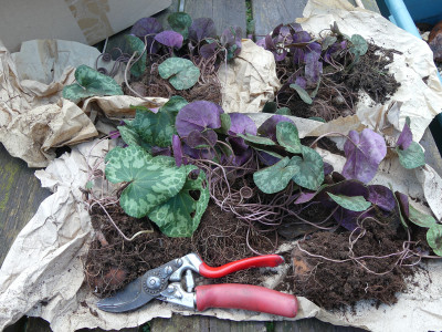 2021-11-22 Cyclamen purpurascens 2.jpg