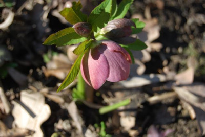 H.rosa-grun_auen.jpg