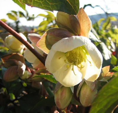Helleborus_Silvermoon_20080224.jpg