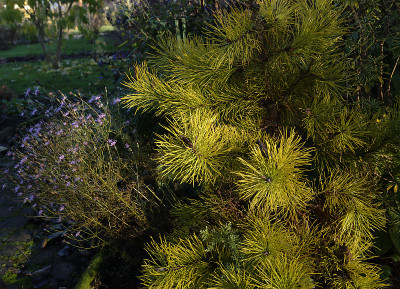 DSC_3603_DxO.jpg