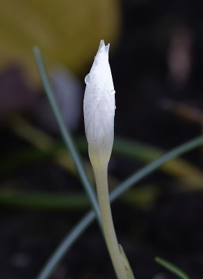 DSC_3606_DxO.jpg