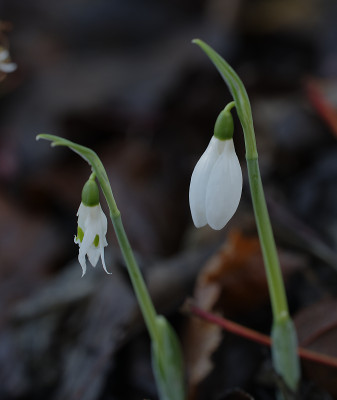 DSC_3610_DxO.jpg