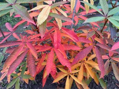 Aesculus wilsonii November 2021.jpg
