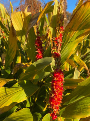 Hedychium densiflorum Assam Orange Samen November 2021.jpg