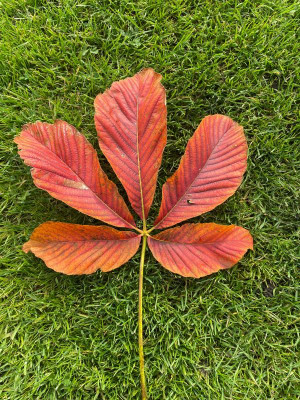 Aesculus x neglecta Blatt Oktober 2021.jpg