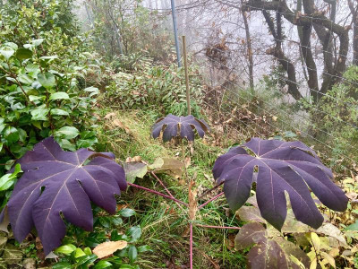 Tetrapanax Wurzelschössling.jpg