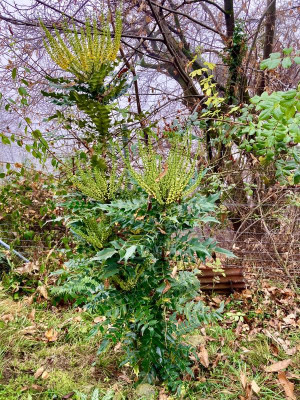Mahonia 'Winter Sun'.jpg