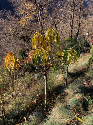 Prunus persica 'Amber'.jpg