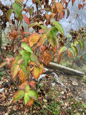 Herbstlaub Cornus 'Temple Jewel'.jpg