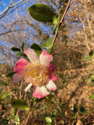 Camellia Chojiguruma.jpg