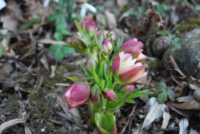 H._apricot-gef.Austrieb.jpg
