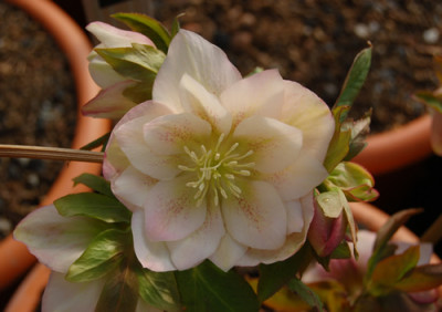 Helleborus_Fidel_243_0010__19500.jpg