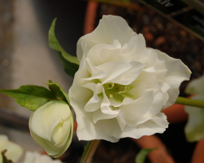 Helleborus_Fidel_458_0010__19502.jpg
