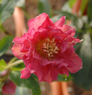 Helleborus_Fidel_456_00110__19504.jpg