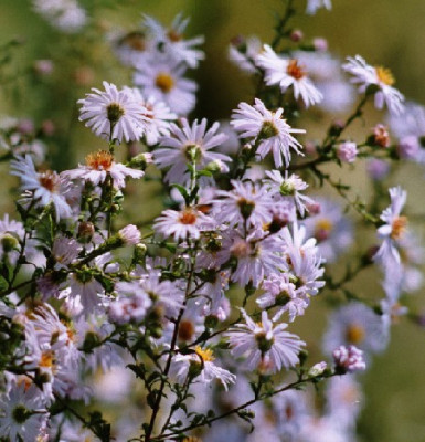 unbekannte_aster.JPG
