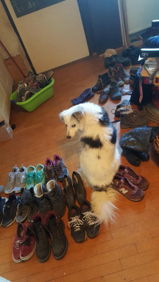 Mottes schuhe2.jpg