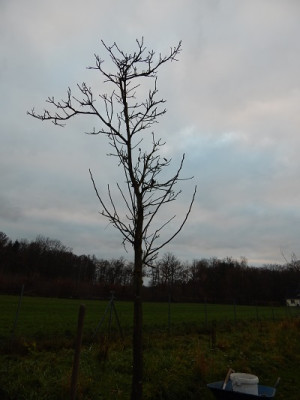 Walnussbaum.II.jpg - Kopie.JPG