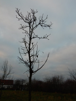 Walnussbaum.III.jpg - Kopie.JPG
