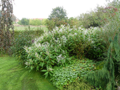 2021-10-08 Persicaria wallichii 2.jpg
